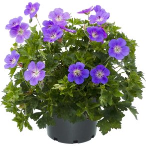 Geranium Bloom Me Away 🐝