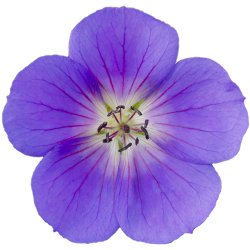 Geranium Bloom Me Away 🐝