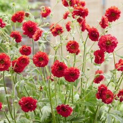 Geum Firestarter 🐝