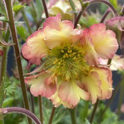 Geum Pretticoats Peach 🐝
