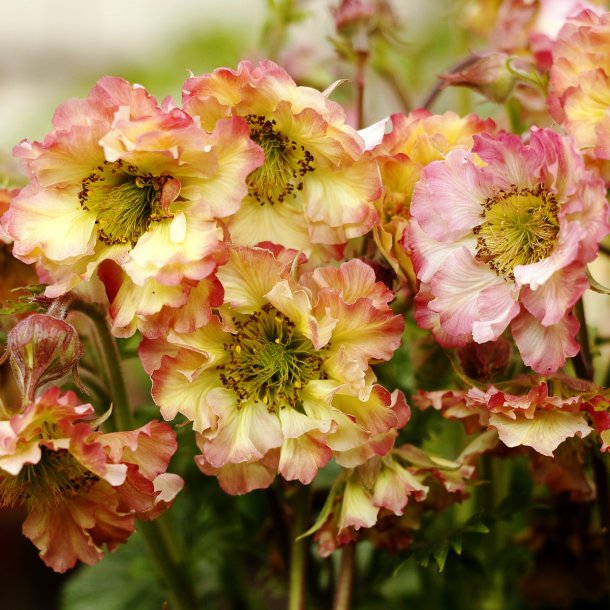 Geum Pretticoats Peach &#128029;
