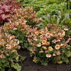 Geum Pretticoats Peach 🐝