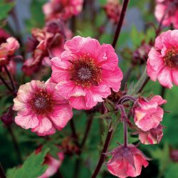 Geum Tempo Rose 🐝