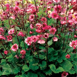 Geum Tempo Rose 🐝