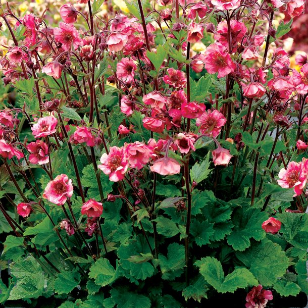 Geum Tempo Rose &#128029;