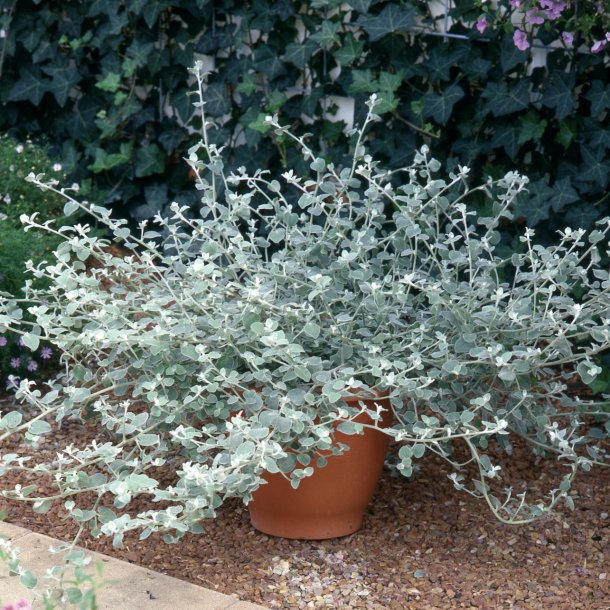 Helichrysum petiolare Silver Mist