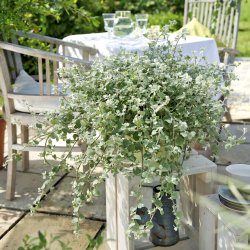 Helichrysum petiolare Silver Mist
