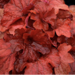 Heuchera Fire Alarm