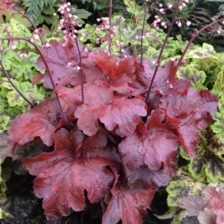 Heuchera Fire Alarm