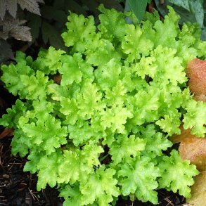 Heuchera Lime Marmelade