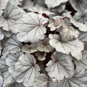 Heuchera Silverberry