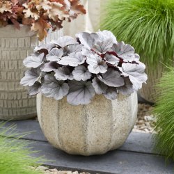 Heuchera Silverberry