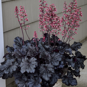 Heuchera Timelees Night
