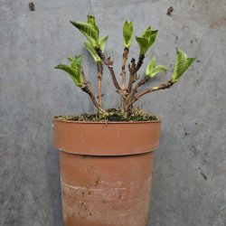 Hydrangea macrophylla Pink Sensation