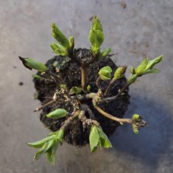 Hydrangea macrophylla Code Ros� Purple