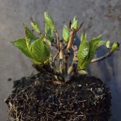 Hydrangea macrophylla Code Ros� Purple