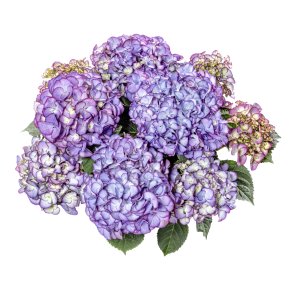 Hydrangea macrophylla Code Ros� Purple