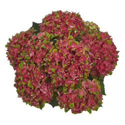 Hydrangea macrophylla Glossy Lips Red