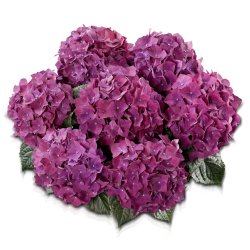 Hydrangea macrophylla Hot Red Purple