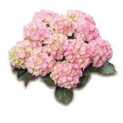 Hydrangea macrophylla Pink Sensation