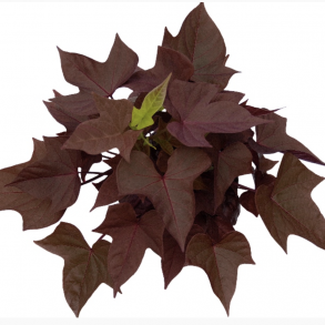 Ipomoea Sweetato Bronze