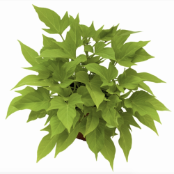 Ipomoea Sweet Caroline Light Green