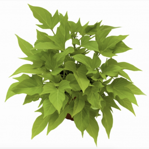 Ipomoea Sweet Caroline Light Green