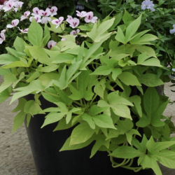 Ipomoea Sweet Caroline Light Green