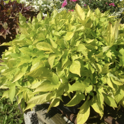 Ipomoea Sweet Caroline Light Green