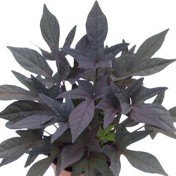 Ipomoea Sweet Caroline Purple