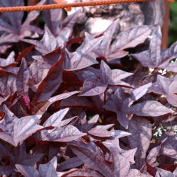 Ipomoea Sweet Caroline Purple