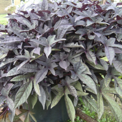 Ipomoea Sweet Caroline Purple