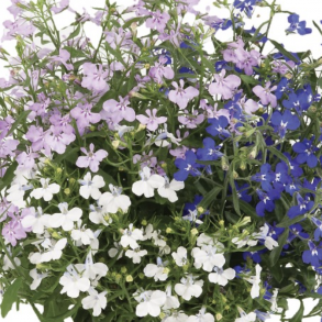 Lobelia Trixi Mix Fashion 🐝