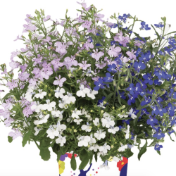 Lobelia Trixi Mix Fashion 🐝