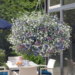 Lobelia Trixi Mix Fashion 🐝