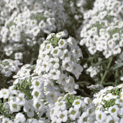 Lobularia Snow Princess 🐝