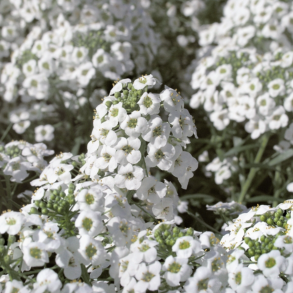 Lobularia Snow Princess 🐝