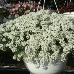 Lobularia Snow Princess 🐝