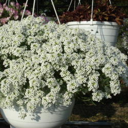 Lobularia Snow Princess 🐝