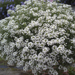Lobularia Snow Princess 🐝