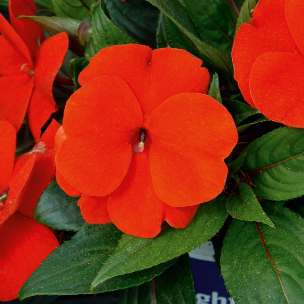 Impatiens ColorPower Red