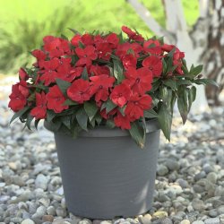 Impatiens ColorPower Red