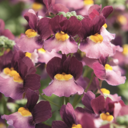 Nemesia Fairy Kisses Boisenberry