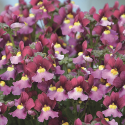 Nemesia Fairy Kisses Boisenberry