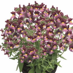 Nemesia Fairy Kisses Boisenberry