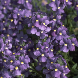 Nemesia Karoo Dark Blue