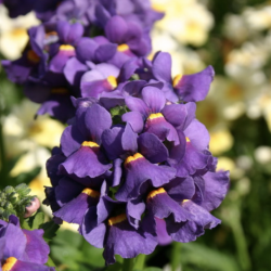 Nemesia Karoo Dark Blue