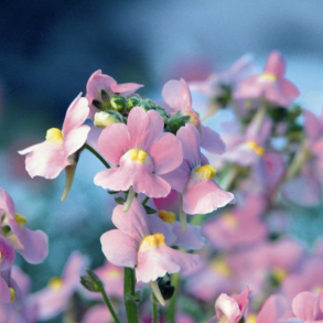 Nemesia Karoo Pink
