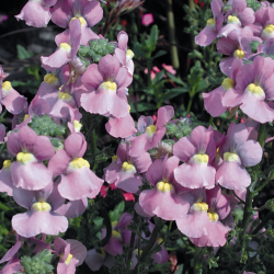 Nemesia Karoo Pink