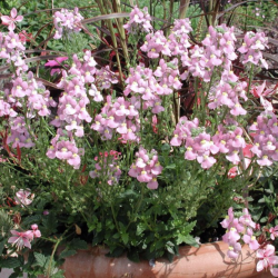 Nemesia Karoo Pink